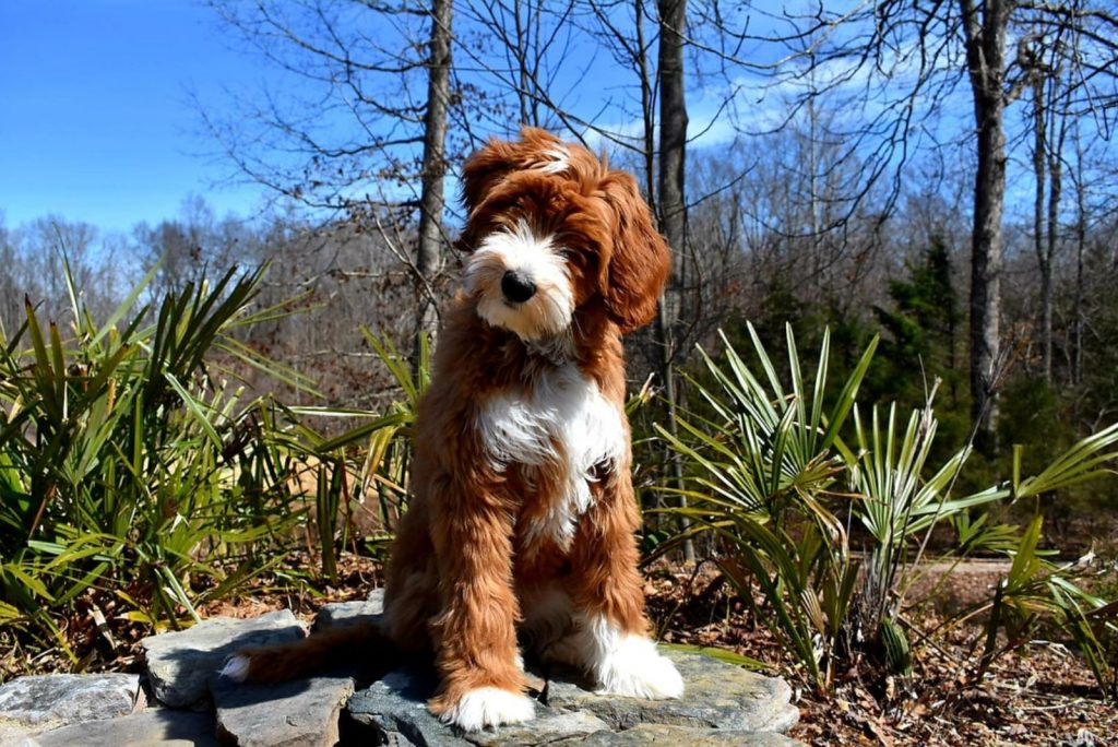 living nature labradoodle