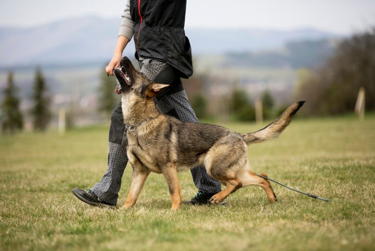 A German Shepherd Barking: A Perfect Guide To Train Your Gsd