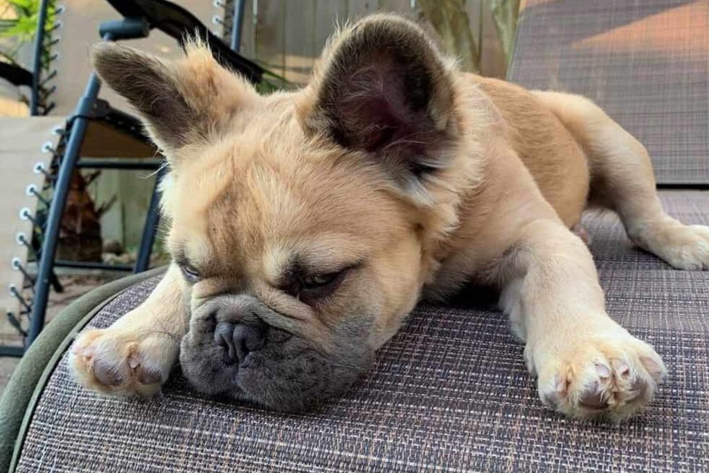 What Is A Long Haired French Bulldog And How Do You Take Care Of One   A Puppy Of A Long Haired French Bulldog Resting On An Armchair 1024x684 