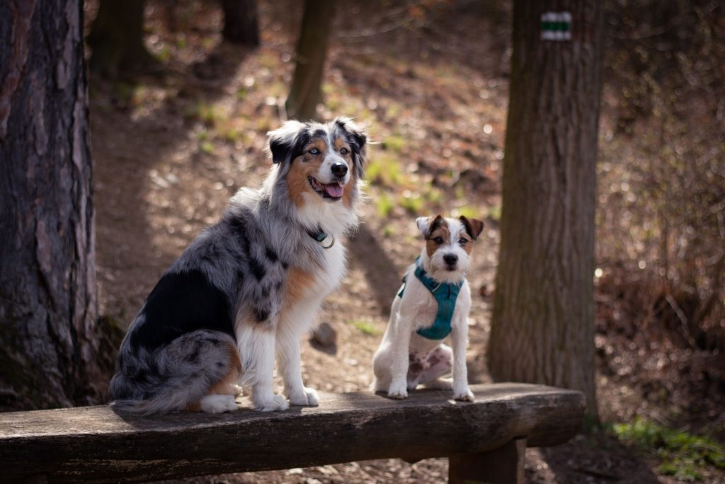 Important Facts On Jack Russell Australian Shepherd Mix