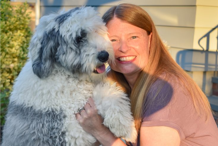 Micro Sheepadoodle: 17 Things To Know About This Crossbreed