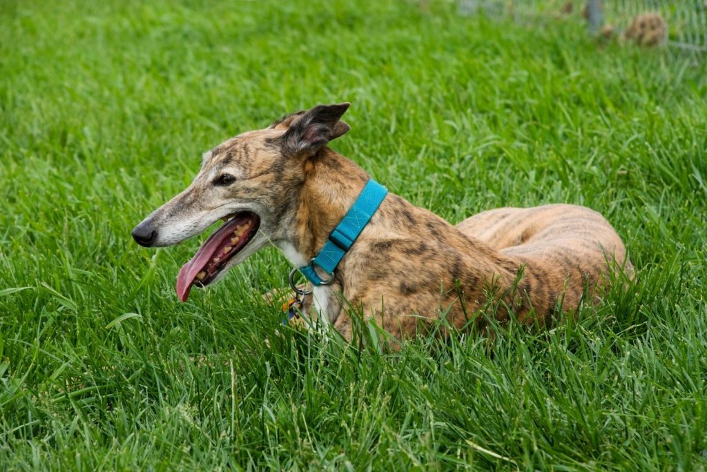 Do Greyhounds Shed? What To Expect From Living With Them