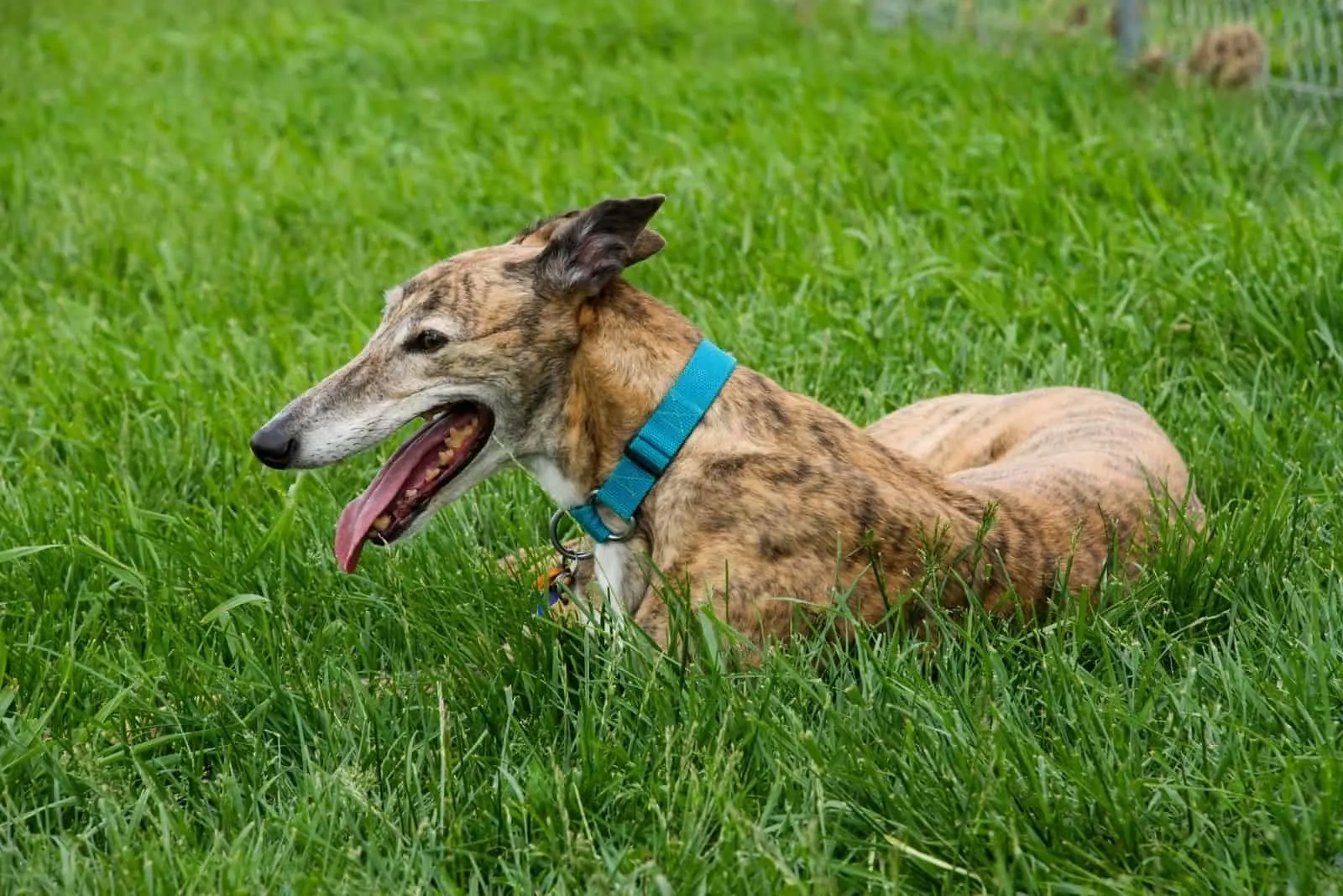 greyhound shedding a lot