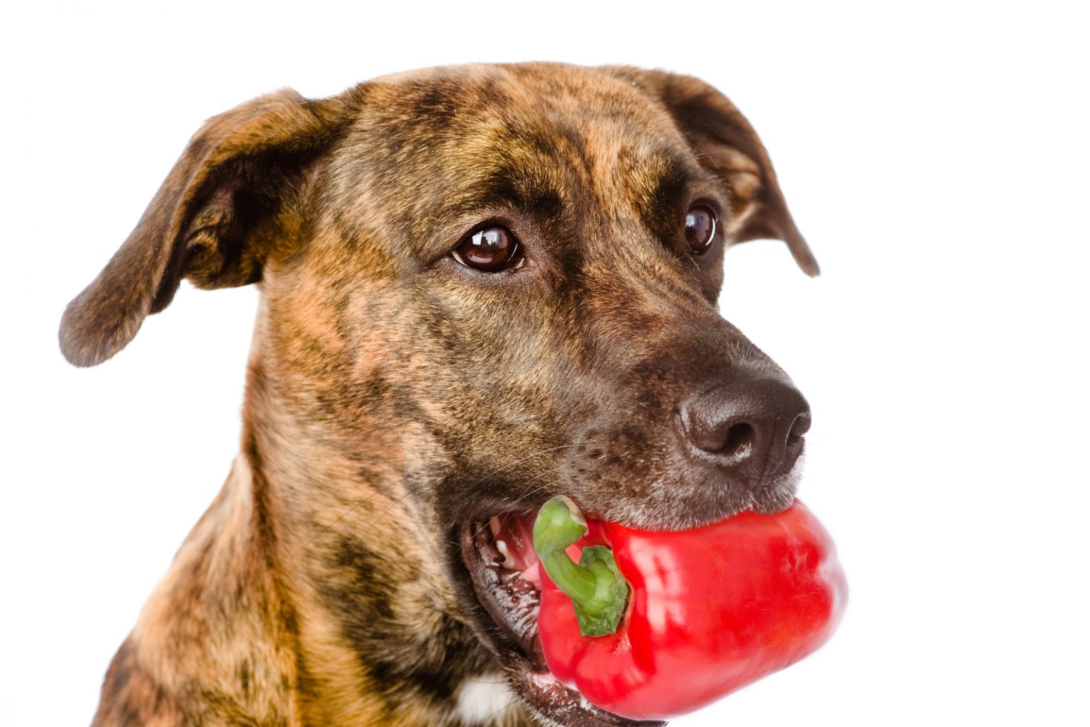 Can Dogs Eat Food With Paprika?