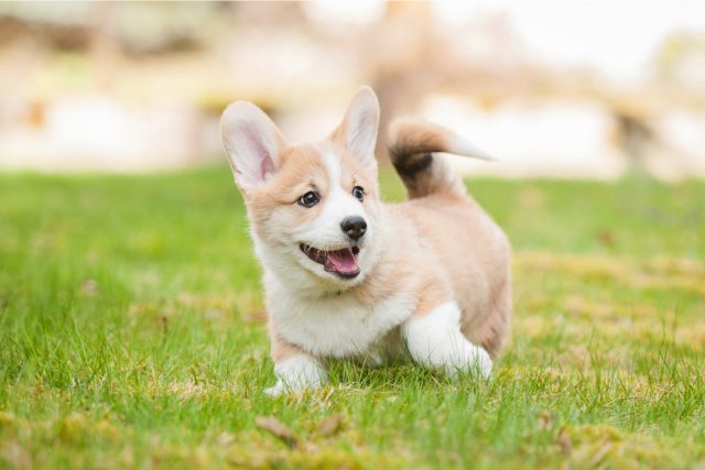 Teacup Corgi: Why Is It So Small And Cute?