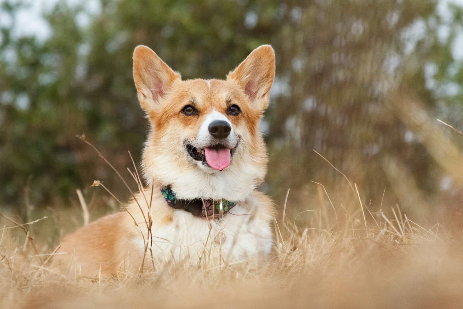 Corgi - PupVine