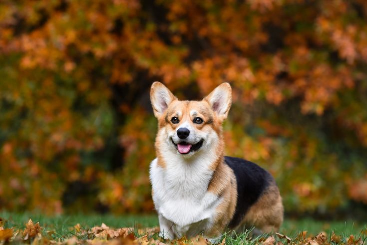 Do Corgis Shed? Tips And Tricks For Flawless Dog Hair