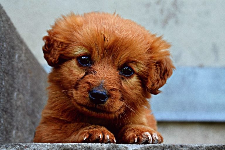 When Do Puppies Get Easier? A Complete Guide For New Puppy Owners