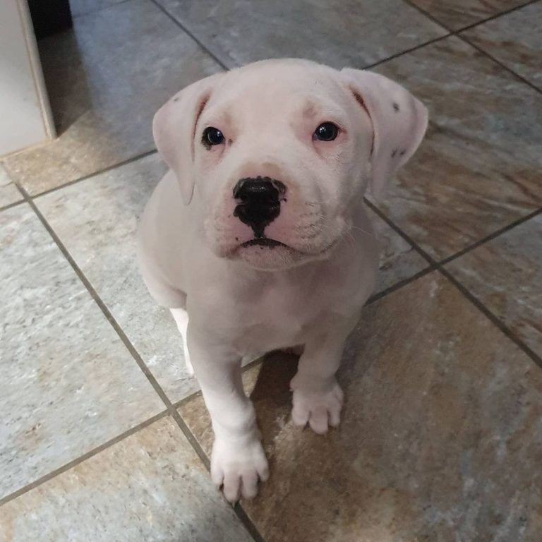 What Is A Dogo Argentino And How To Take Good Care Of It?