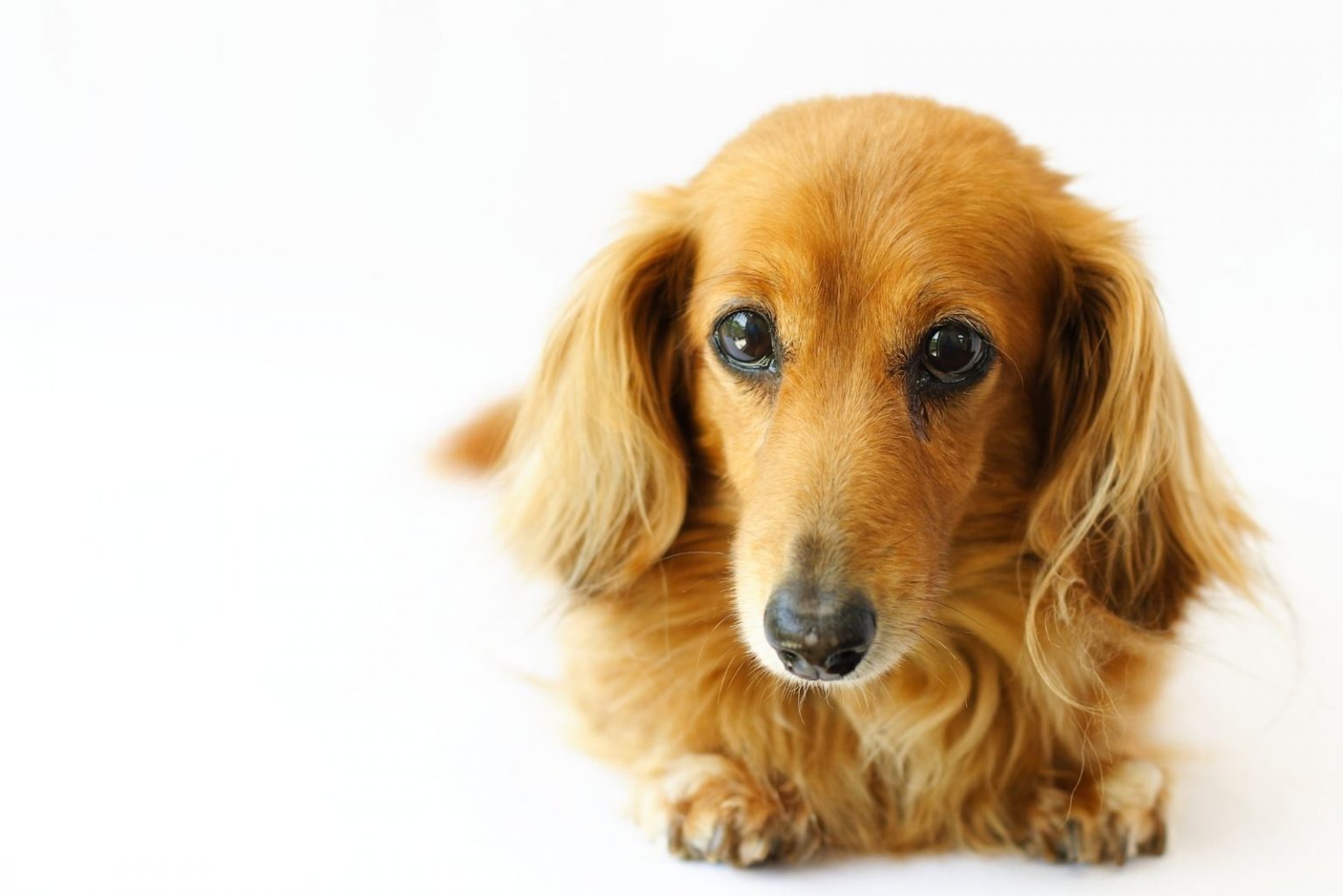 English Cream Dachshund - A Guide To The Most Beautiful Sausage Dog