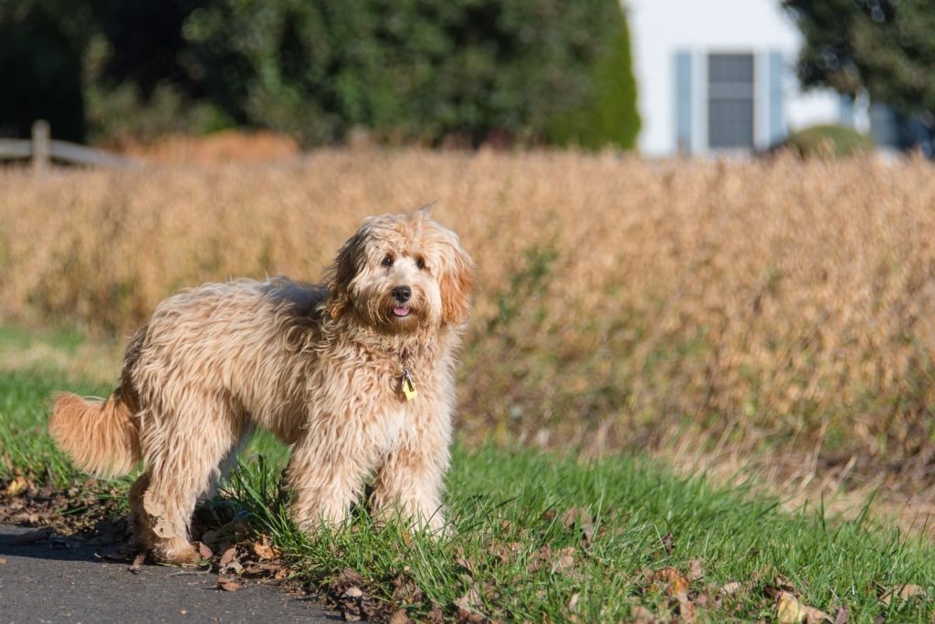 F1B Goldendoodle - All About Doodle Generations