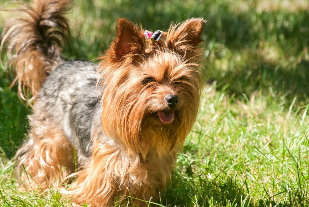 How Many Puppies Can A Yorkie Have? All You Need To Know