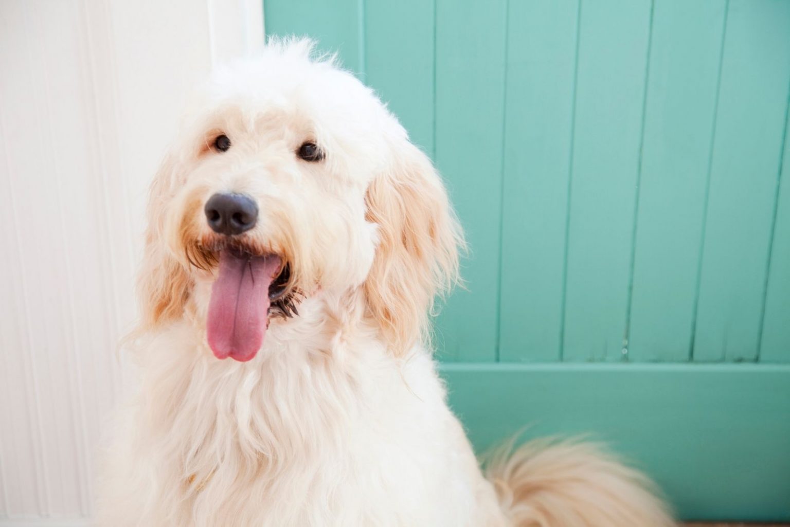 F1B Goldendoodle - All About Doodle Generations