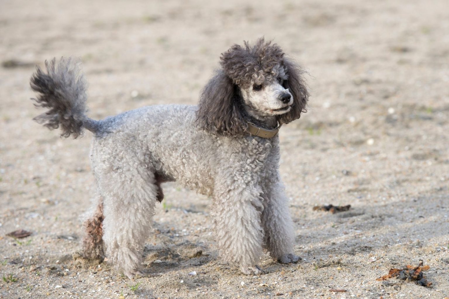 Phantom Poodle The Color And Beyond