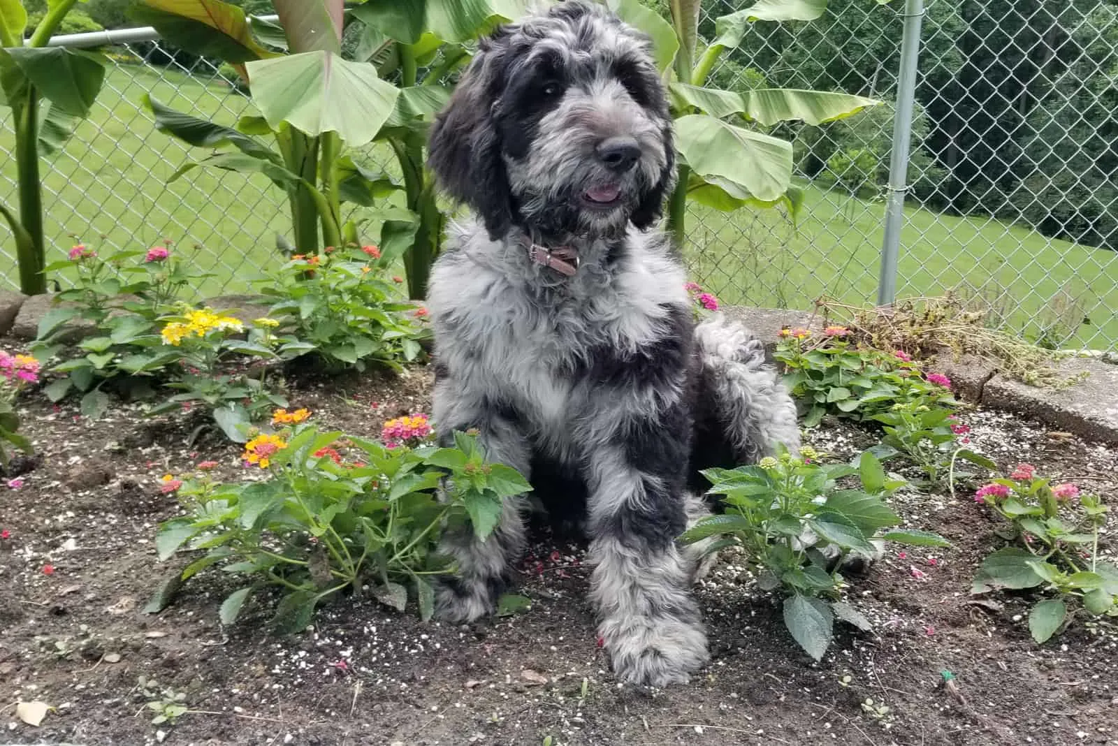 Merle Labradoodle: All The Facts You Need To Know