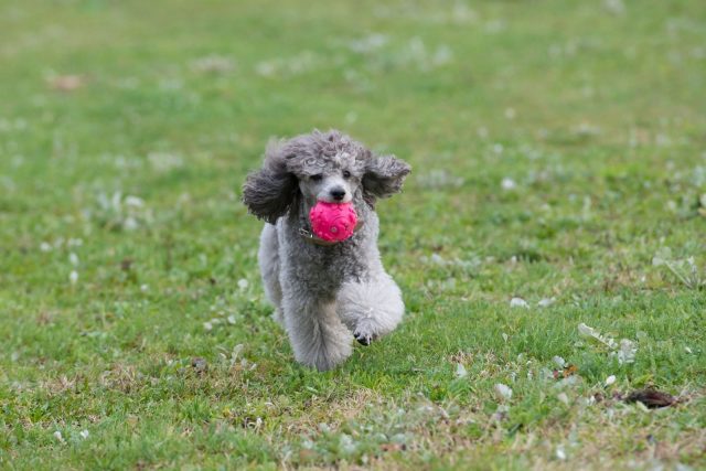 The Merle Poodle: What Lies Behind This Dog Breed