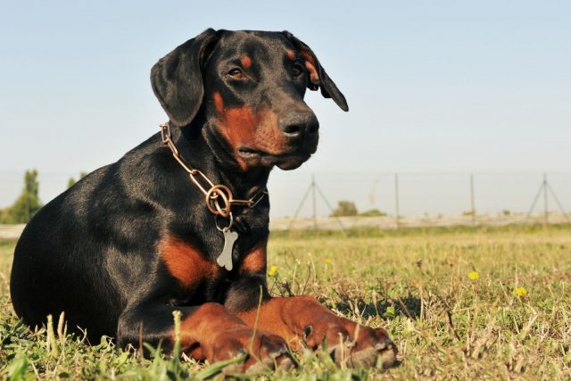 How Much Do Dobermans Shed? FAQ About Doberman Shedding