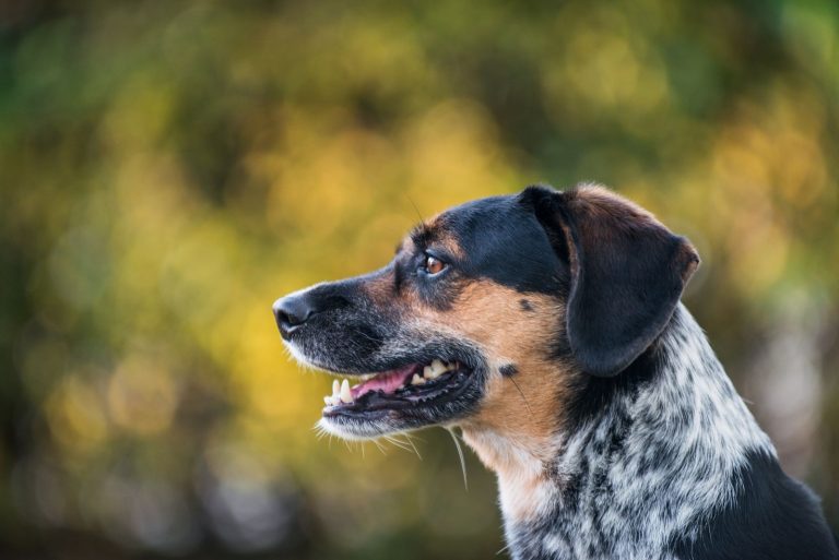 Blue Tick Beagle - A Complete Guide for Beginner Owners