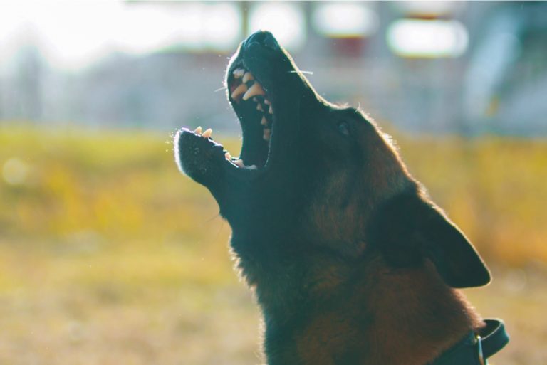 A German Shepherd Barking: A Perfect Guide to Train Your GSD