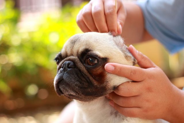 Dog Ear Plucking: Is It Necessary Or Harmful?
