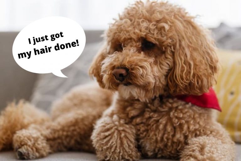 10 Amazing Facts About English Goldendoodle Dogs