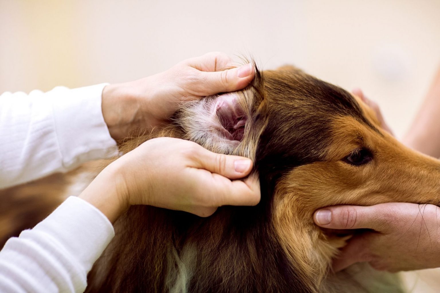 Dog Ear Plucking Is It Necessary Or Harmful?