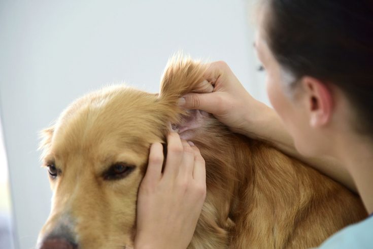 Dog Ear Plucking: Is It Necessary Or Harmful?