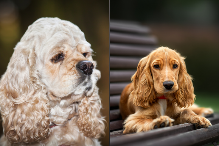 Do Cocker Spaniels Shed: Everything You Need To Know