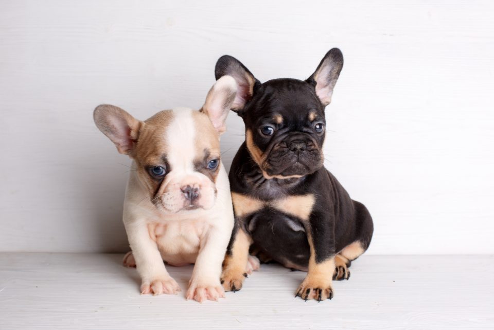 The Fabulous Colors: From Brindle To Sable French Bulldogs