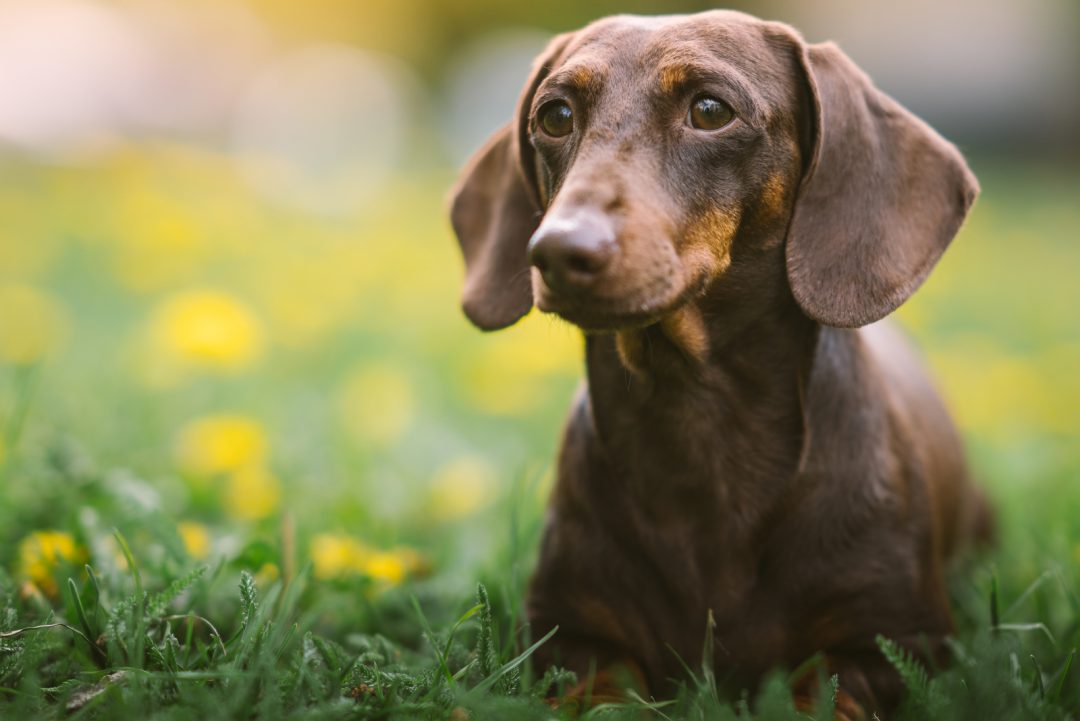 Are Dachshunds Hypoallergenic? Doxie Dogs And Allergies