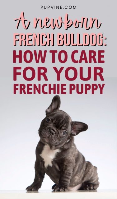 A Newborn French Bulldog: Taking Care Of A Frenchie Puppy