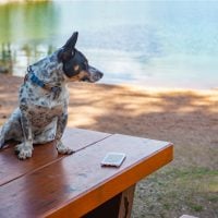 cowboy corgi mixed breed