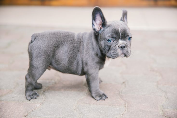 The Cream French Bulldog – One Of The Rarest And Cutest Of This Breed