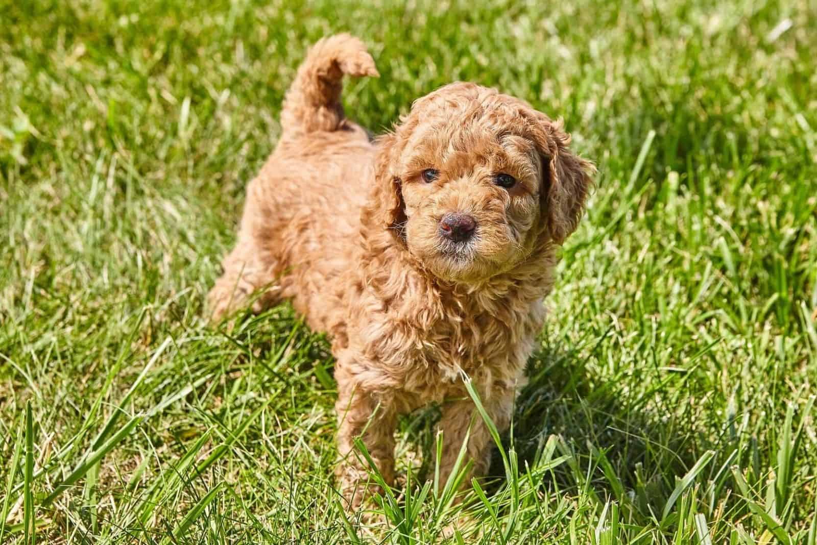 F1 Mini Goldendoodle All About This Adorable Dog