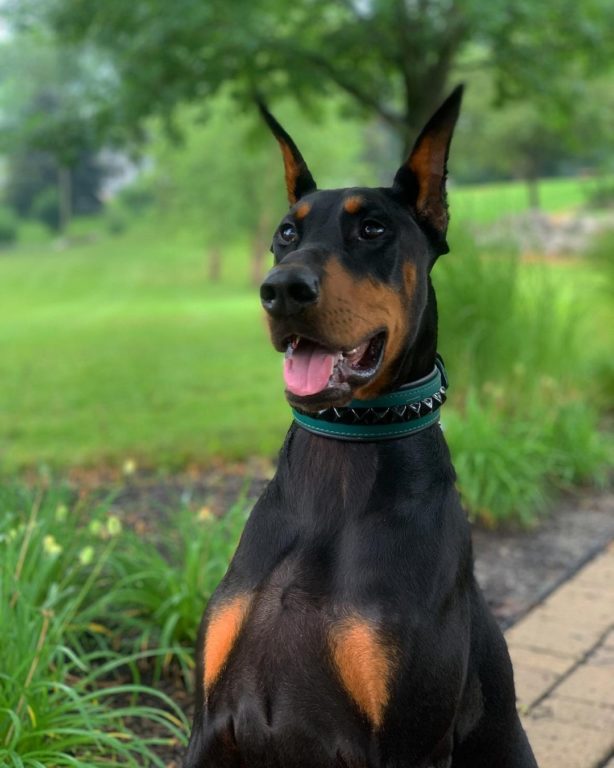 European Vs. American Doberman – Know The Difference