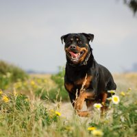 a Rottweiler runs a field of flowers