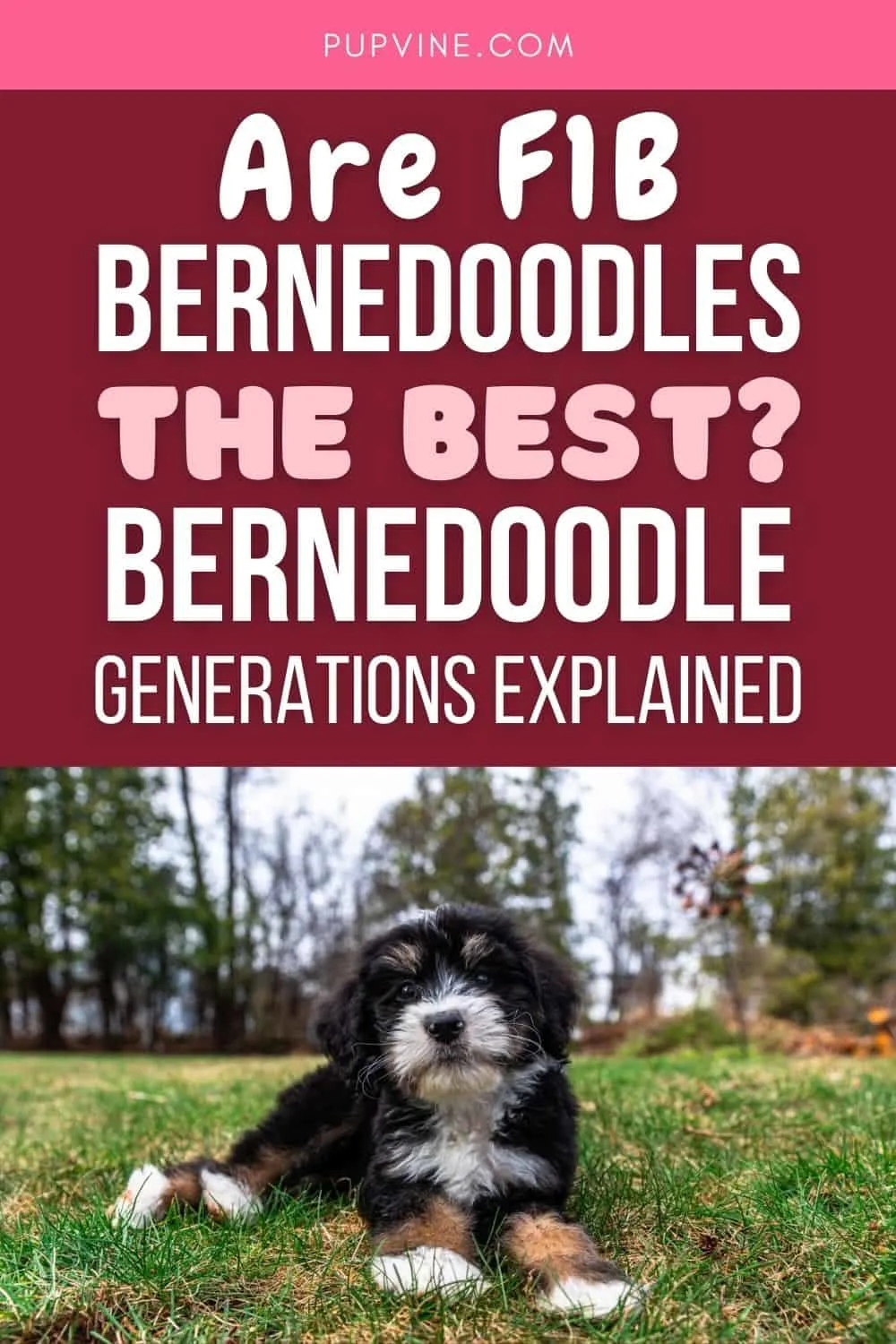 what does f1 bernedoodle mean