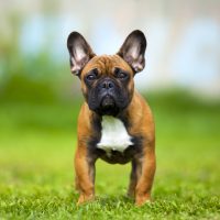 french bulldog outside on grass