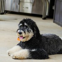 Phantom Labradoodles lie down and rest