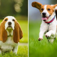 basset hound and beagle