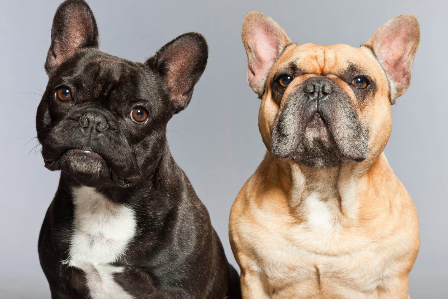 The Fabulous Colors: From Brindle To Sable French Bulldogs