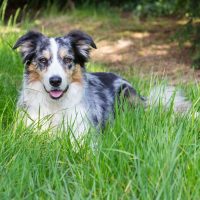 blue merle border collie sitting on the grasses