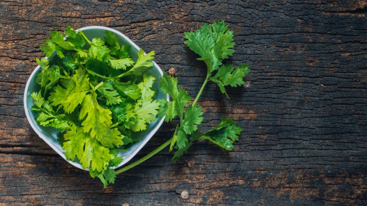 Can Dogs Eat Cilantro? How Does Coriander Affect Your Dog?
