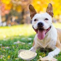 dog sitting outdoors with a bowl of sour cream in front