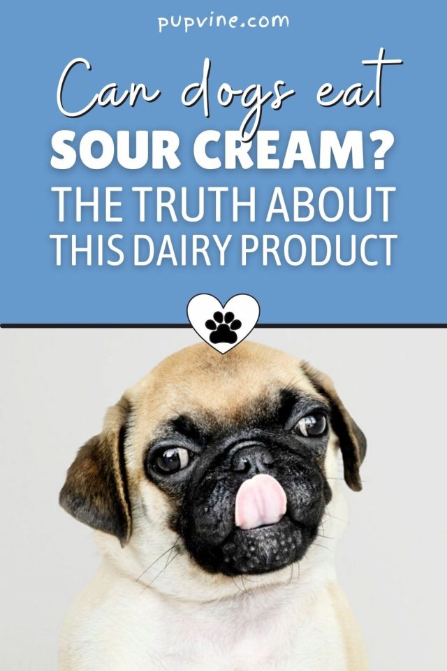 Can Dogs Eat Sour Cream? The Truth About This Dairy Product