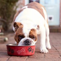 an English bulldog eats from a bowl