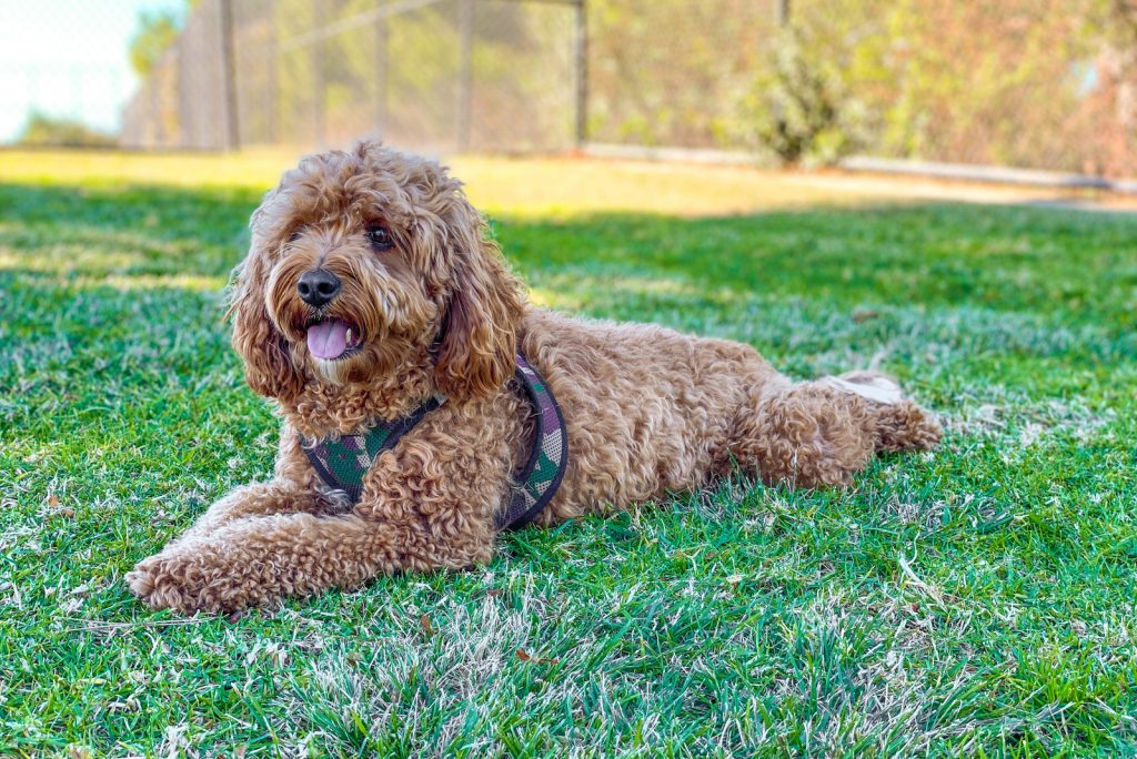 Do Cavapoos Shed? All Important Info On These Dogs' Coats