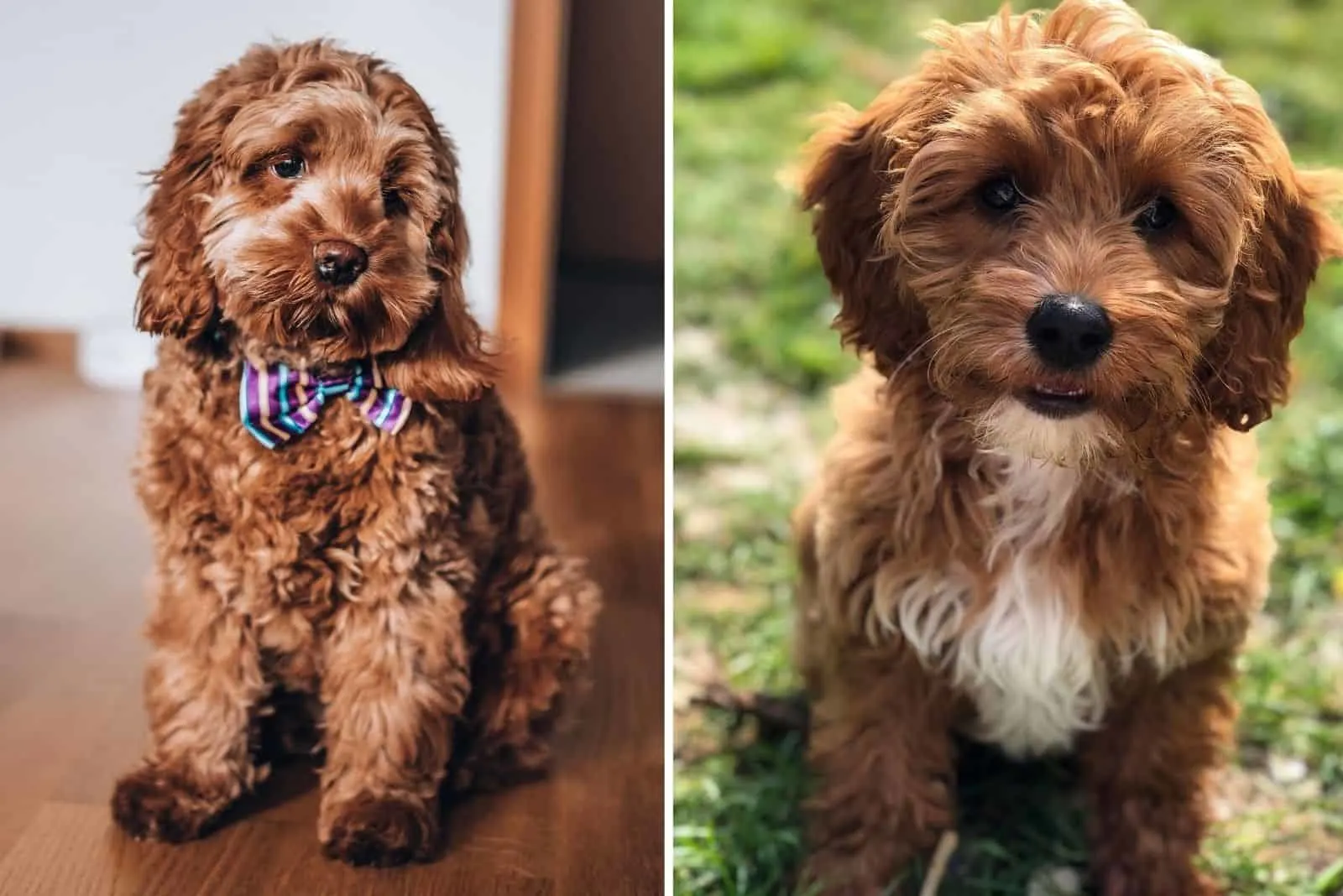 cual es mejor cockapoo o cavapoo