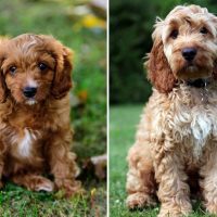 cavapoo and cockapoo in nature