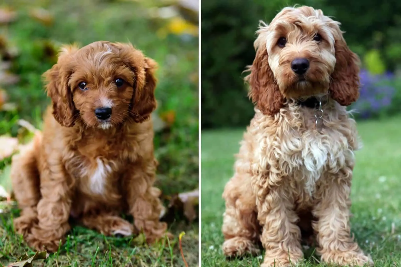 cual es mejor cockapoo o cavapoo